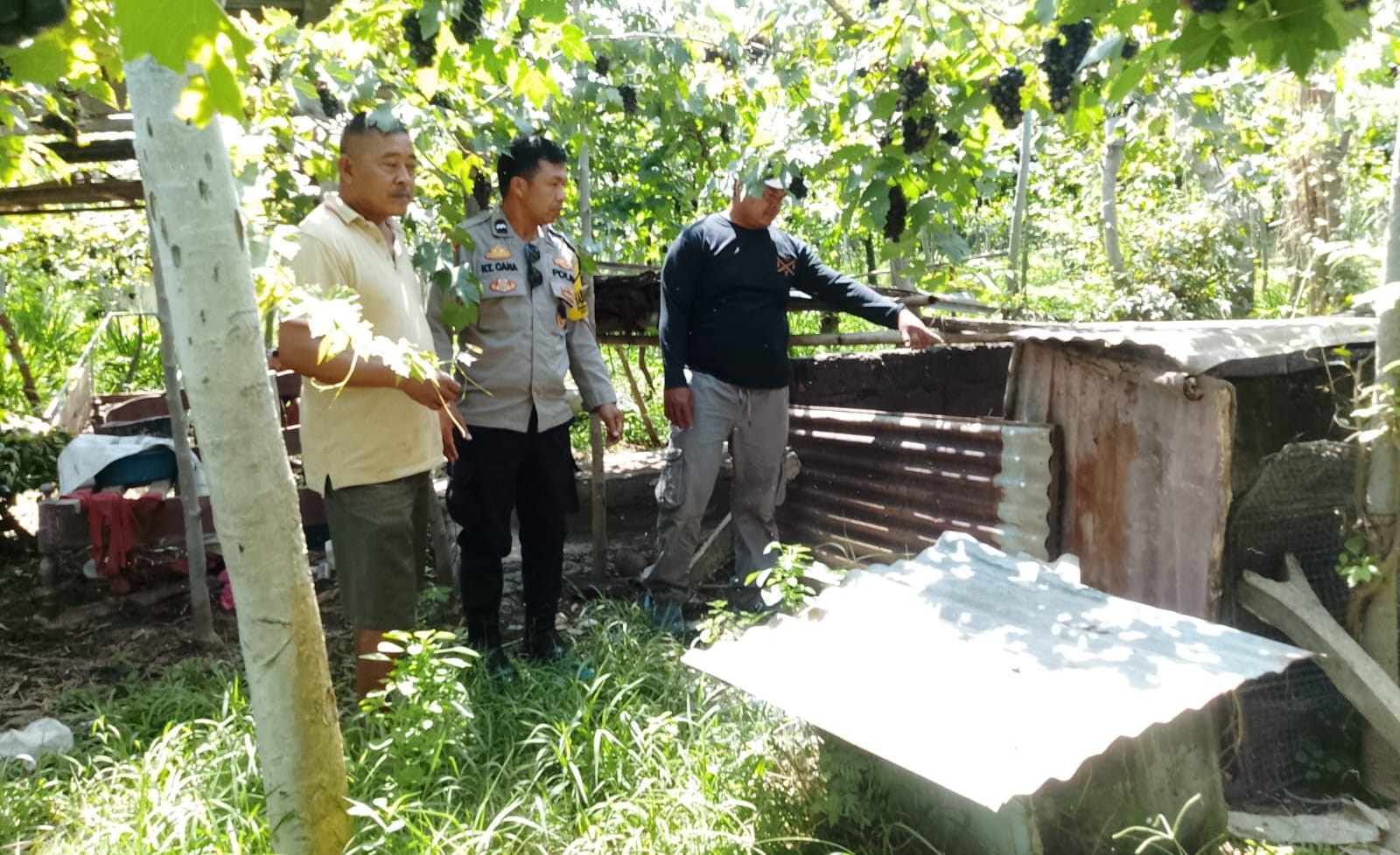 MERESAHKAN: Polisi mendatangi TKP pencurian ternak di Desa Banyupoh, Kabupaten Buleleng, Bali.