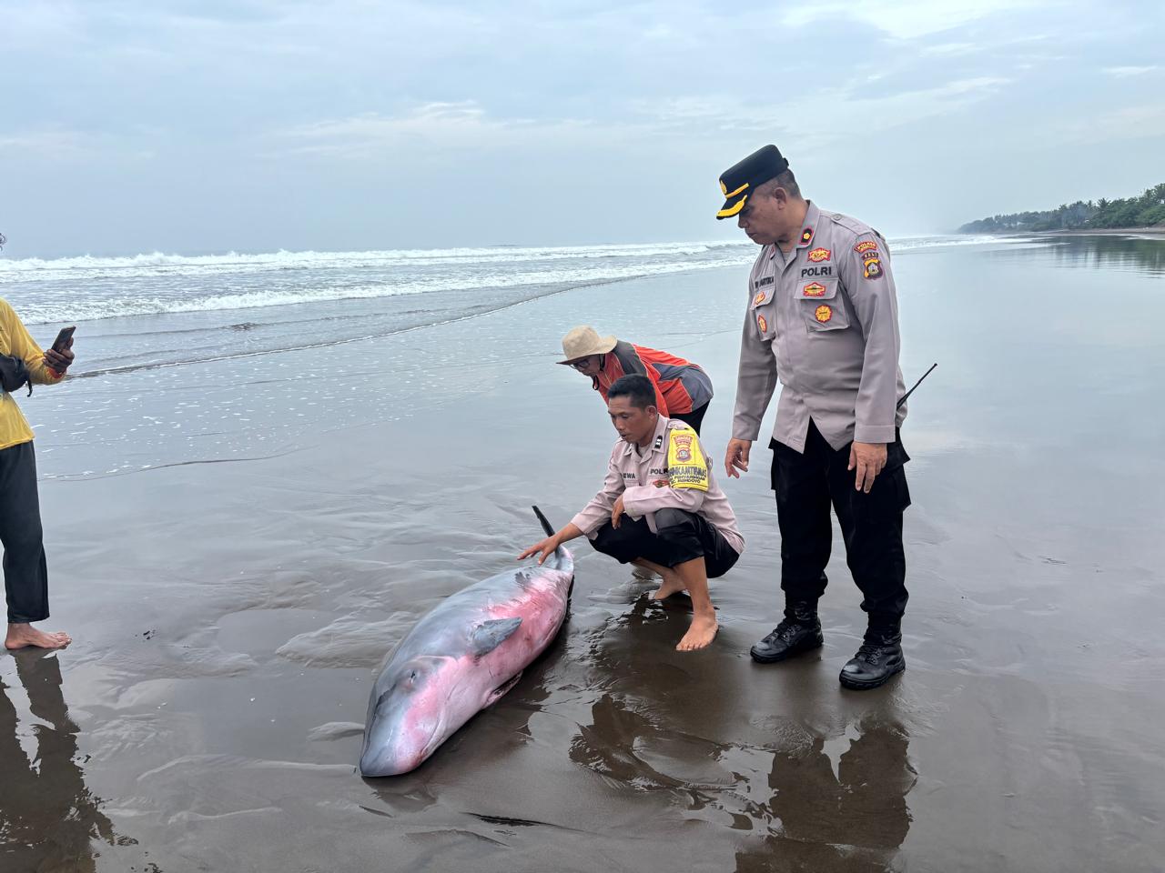 TERDAMPAR: Paus sperma yang ditemukan terdampar di pesisir Pantai Tembles, Kabupaten Jembrana, Bali. Paus itu kini dievakuasi ke Buleleng untuk perawatan medis.