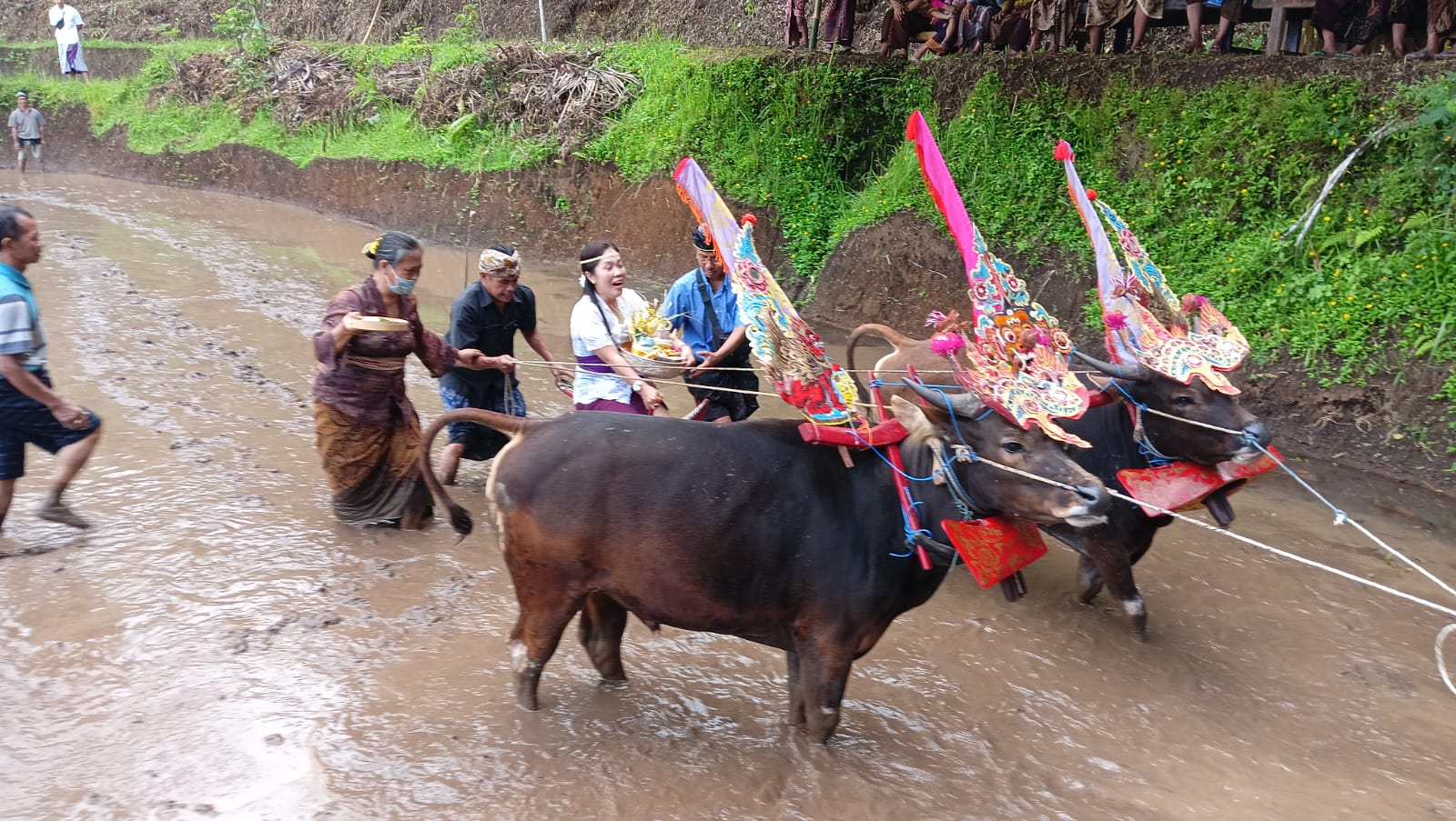 SAMPI GERUMBUNGAN: Tradisi sampi gerumbungan yang digelar di Desa Pedawa, salah satu Desa Bali Aga di Buleleng, Bali.
