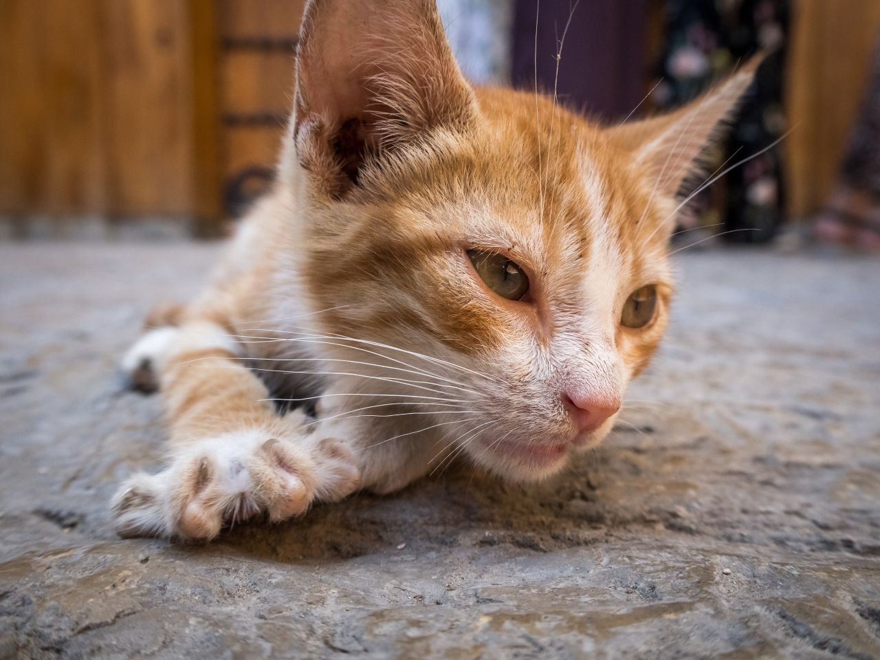 ilustrasi kucing