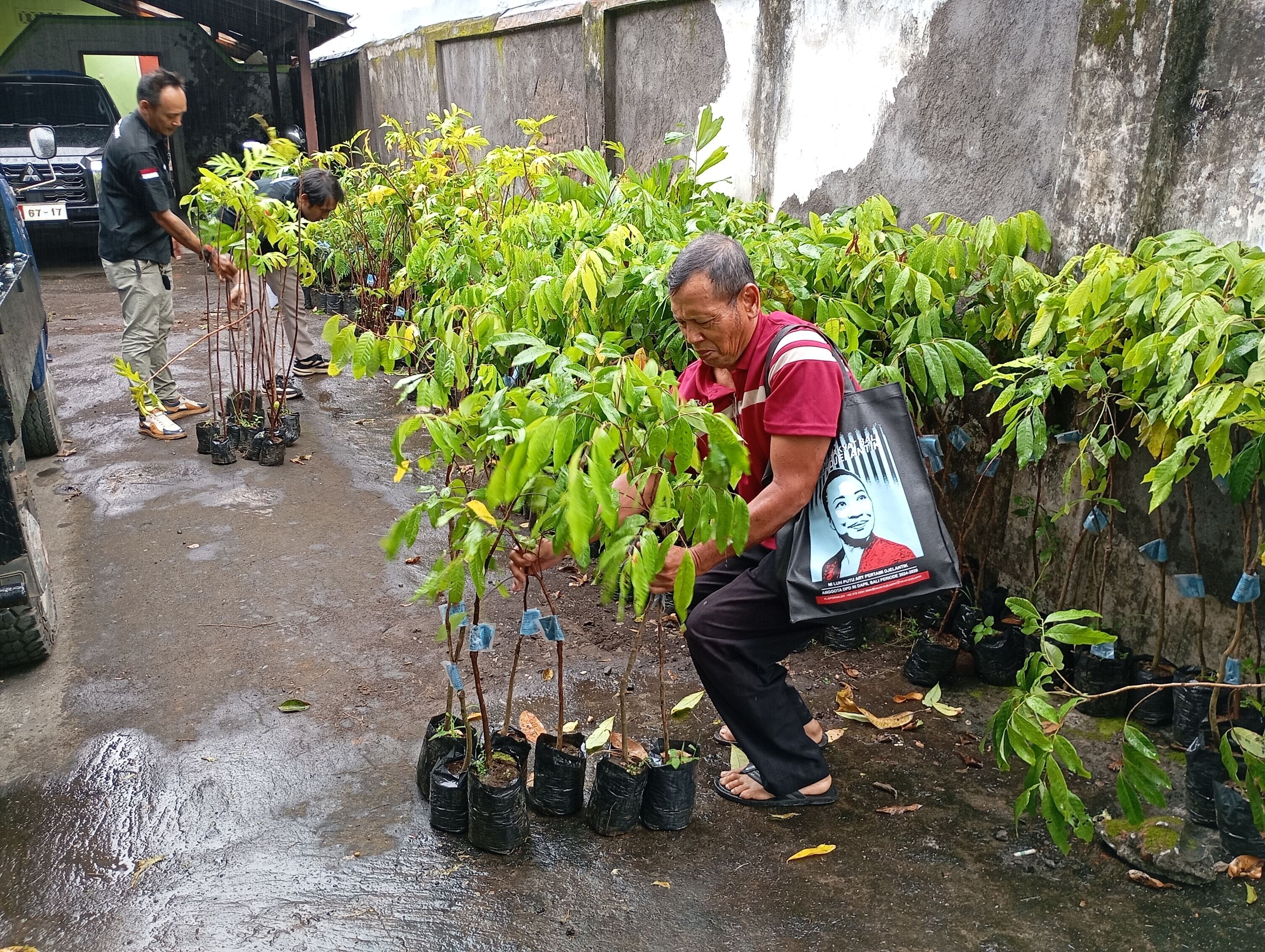 PENGHIJAUAN: Distribusi bibit pohon kepada masyarakat di Buleleng.