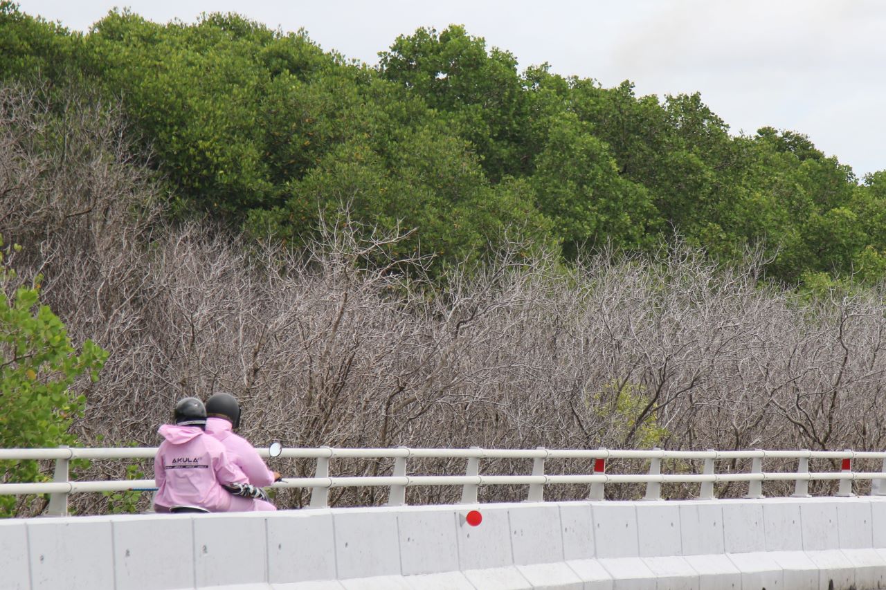 MERANGGAS: Pohon mangrove yang meranggas di kawasan Tahura Ngurah Rai.