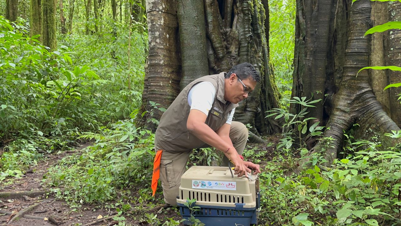 LEPASKAN HEWAN: Kepala Balai KSDA Bali, Ratna Hendratmoko melakukan pelepasliaran satwa di kawasan Taman Wisata Alam (TWA) Buyan-Tamblingan.