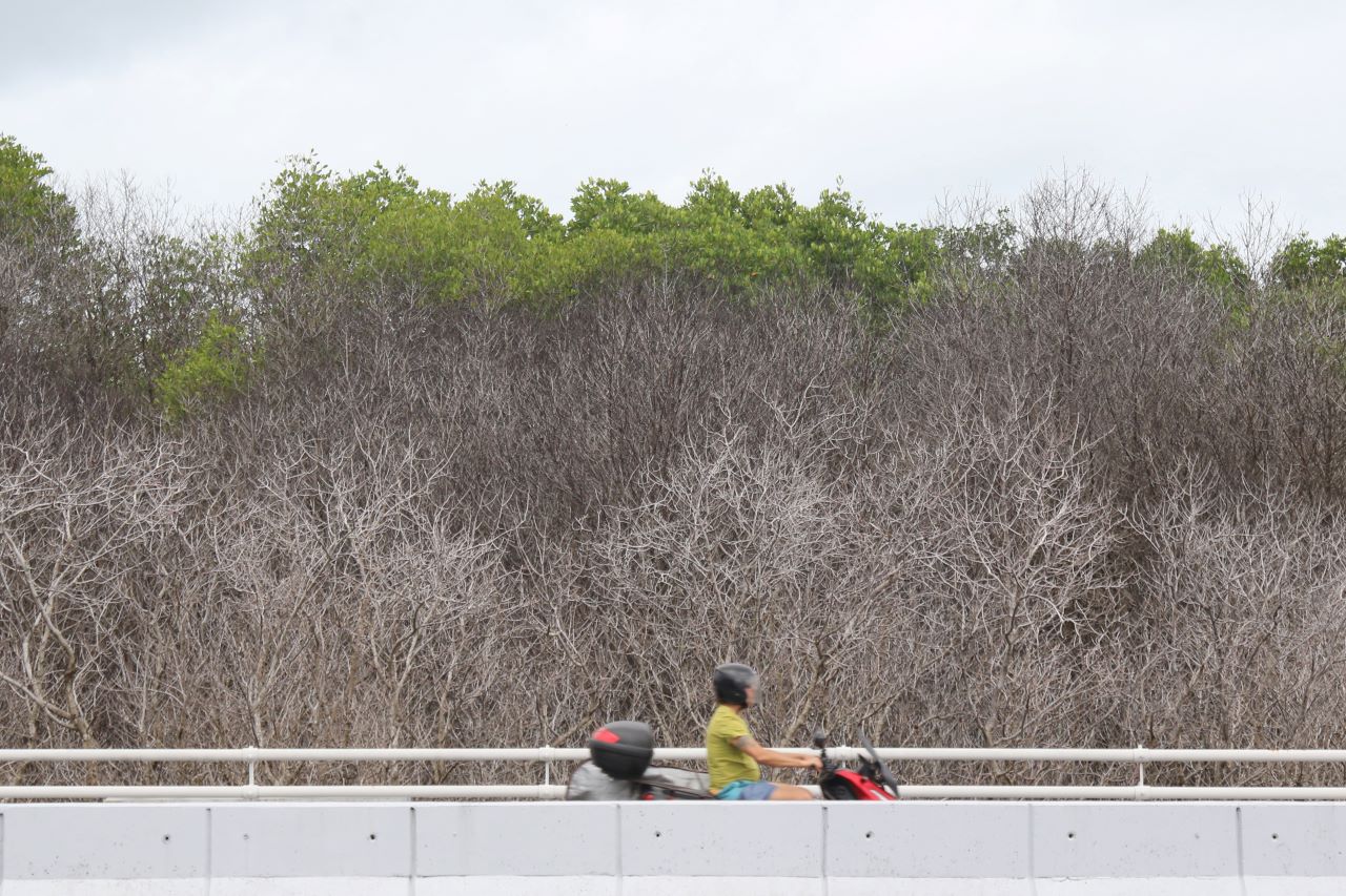 MERANGGAS: Tanaman mangrove meranggas di area yang dikelola Pelindo Bali.