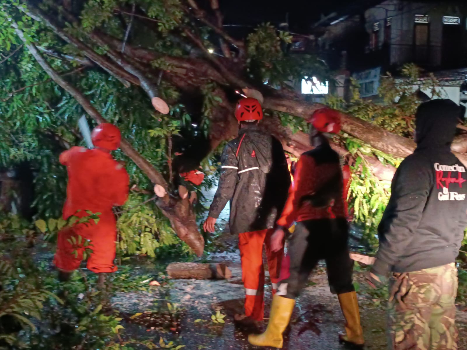 POHON  TUMBANG: Peristiwa pohon tumbang yang terjadi di Desa Kaliasem, Kabupaten Buleleng, Bali. Musibah tersebut terjadi akibat curah hujan ekstrem dan angin kencang.
