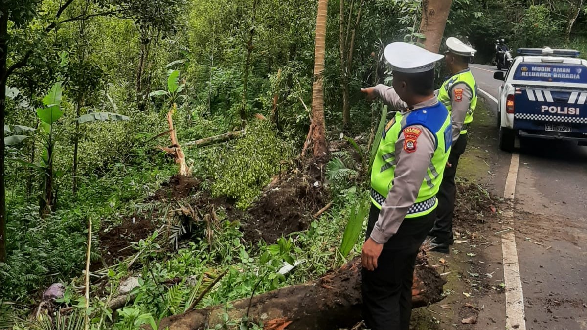 INI LHO LOKASINYA: Polisi menunjukkan titik lokasi kejadian kecelakaan di Jalan Raya Singaraja-Denpasar, tepatnya di wilayah Desa Padangbulia, Kabupaten Buleleng, Bali.