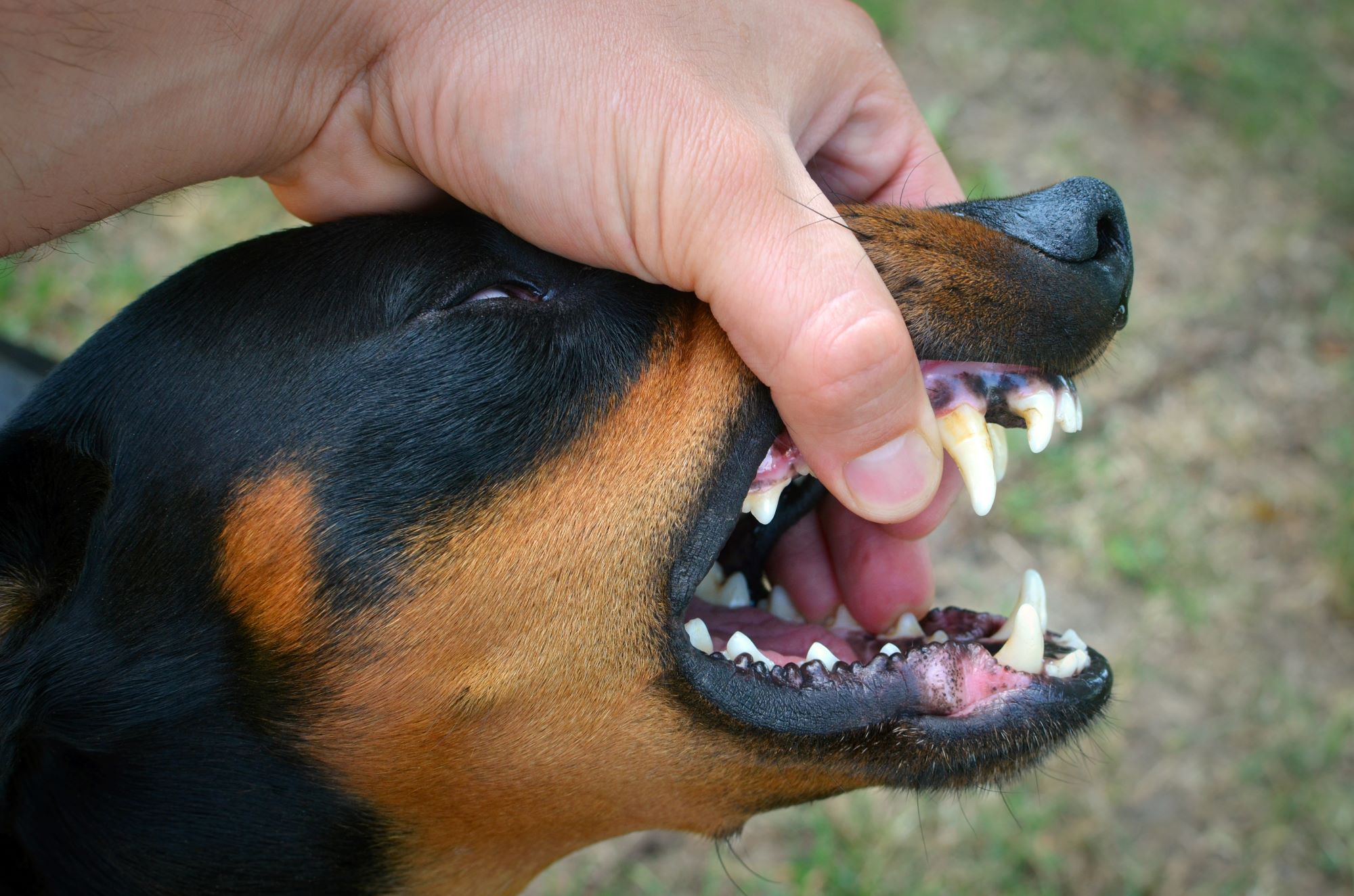 ilustrasi rabies