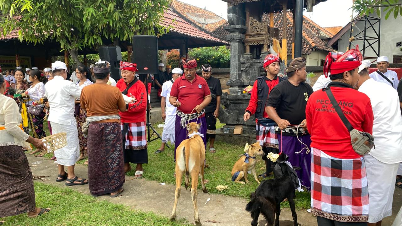 MAPEPADE: Tradisi mapepada di Pura Desa Adat Buleleng pada Selasa (17/3/2026).
