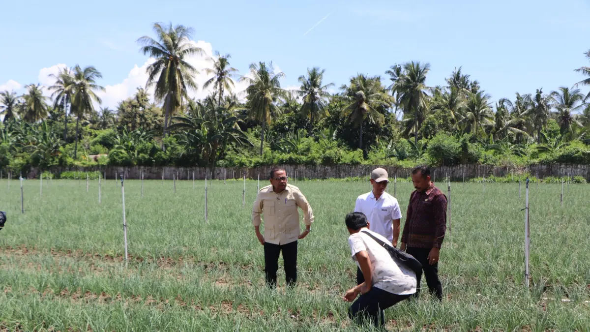 KUNJUNGI PERKEBUNAN: Kepala Staf Kepresiden, Muhammad Qodari (baju krem) saat mengunjungi sentra pertanian bawang di Desa Sumberkima, Gerokgak. (Pemkab Buleleng)