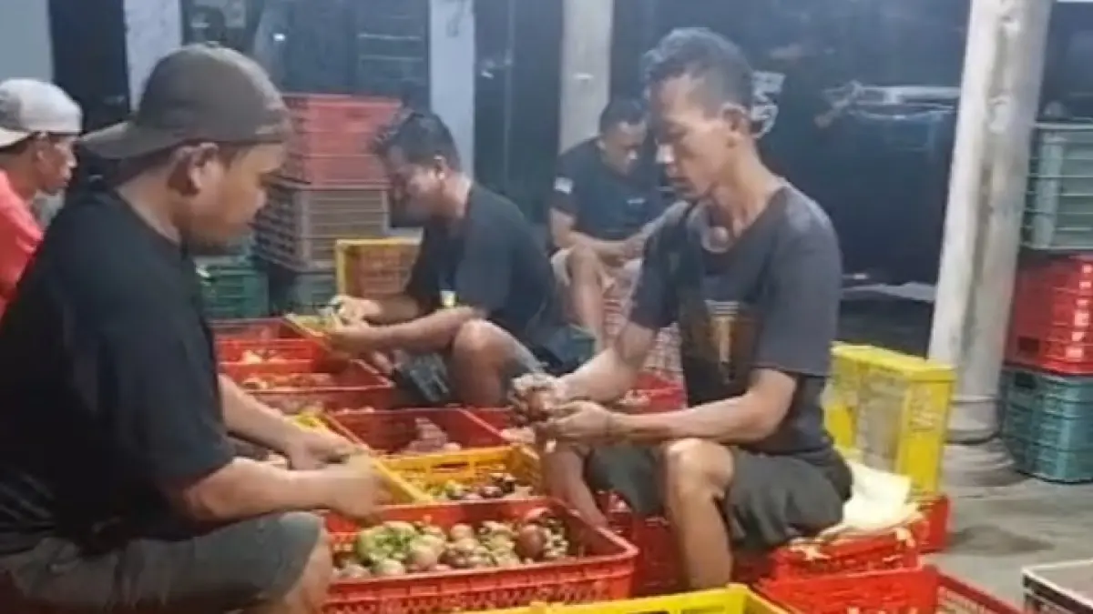 SORTIR BUAH: Proses penyortiran buah manggis untuk memenuhi kebutuhan ekspor ke China. (Juliadi/Radar Bali)