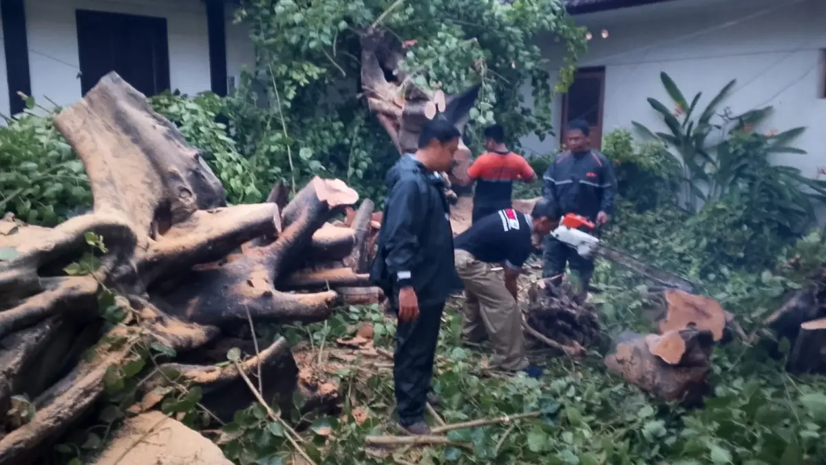 POHON TUMBANG: Personel BPBD Buleleng menangani pohon tumbang di halaman Kantor Camat Kubutambahan. (BPBD Buleleng)