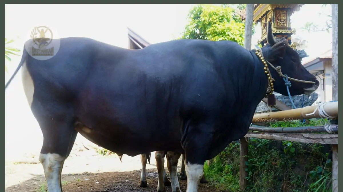 JUMBO: Sapi Bali yang dipelihara peternak Buleleng. Presiden Prabowo Subianto membeli sapi tersebut, untuk diberikan kepada umat muslim saat hari raya Idul Adha tahun 2026. (Pemkab Buleleng)