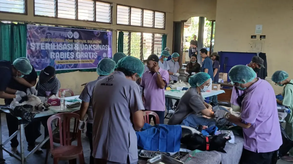 KENDALIKAN POPULASI: Kegiatan sterilisasi, kastrasi, dan vaksinasi anjing yang dilakukan Persatuan Dokter Hewan Indonesia (PDHI) Komisariat Buleleng. Langkah itu dilakukan untuk mencegah penyebaran rabies di Buleleng. (Kelurahan Banyuning)