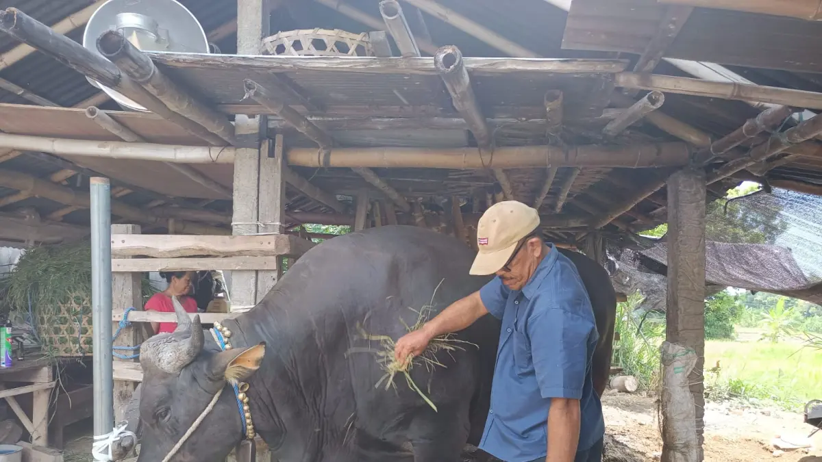 PILIHAN PRESIDEN: Peternak asal Desa Petandakan, Buleleng, Ketut SUkata menunjukkan sapi peliharaannya. Sapi berbobot 868 kilogram itu dipilih menjadi sapi presiden untuk hari raya Idul Adha tahun ini. (Francelino Junior/Radar Buleleng)