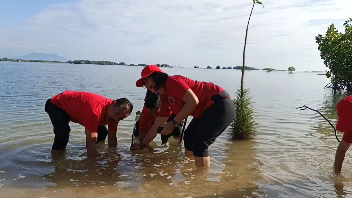 TANAM MANGROVE: Kader PDI Perjuangan menanam mangrove di pesisir Pantai Sumberkima, dalam rangka menyambut Bulan Bung Karno. (PDI Perjuangan Buleleng)