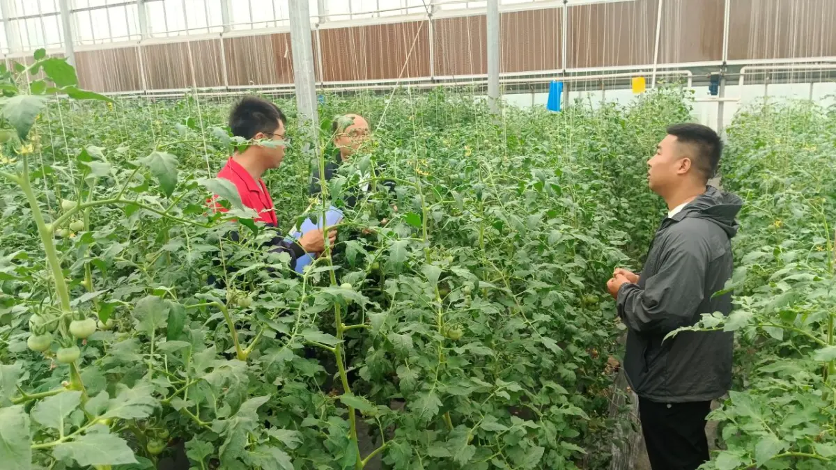 PERKEBUNAN TOMAT: Suasana di perkebunan tomat milik milik Anhui Wada Modern Agricultural Technology. Dari perkebunan tersebut, mereka menghasilkan 13 ton tomat per hari. (Eka Prasetya/Radar Buleleng)