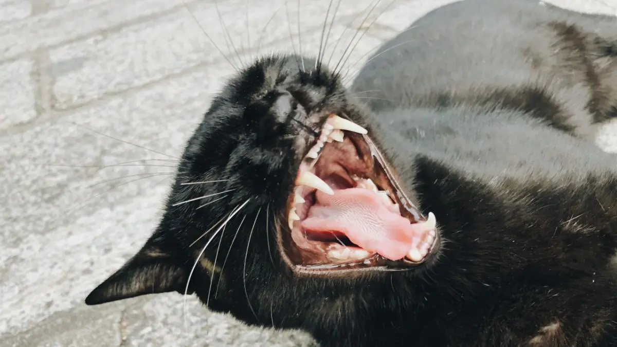 ilustrasi rabies pada kucing (magnific)