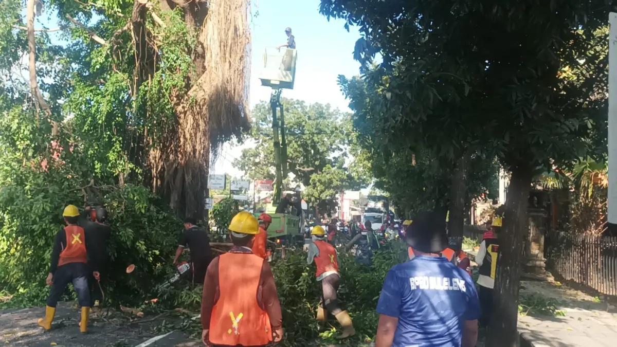 PANGKAS POHON: Tim gabungan dari BPBD Buleleng, Balai Pelaksana Jalan Nasional Kementerian PU, Dinas Lingkungan Hidup Buleleng, dan Polsek Banjar memangkas pohon yang dinilai membahayakan di tepi Jalan Raya Singaraja-Gilimanuk. (Pemkab Buleleng)