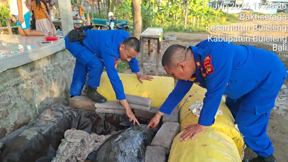 PENYU: Kondisi penyu lekang yang diselamatkan dari sungai di wilayah Desa Baktiseraga, Buleleng. (Polres Buleleng)