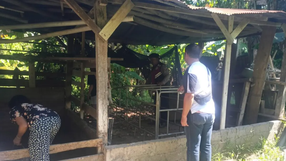 OLAH TKP: Aparat kepolisian melakukan olah TKP di kandang babi milik warga Desa Tinga-Tinga, Kabupaten Buleleng. (Polres Buleleng)