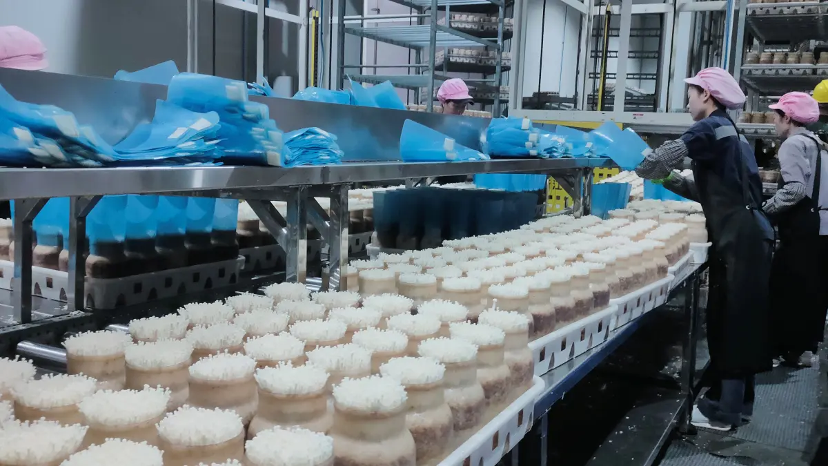 PRODUKSI JAMUR: Salah satu pabrik produksi jamur di Provinsi Guangxi, Tiongkok. Pabrik ini mampu memproduksi 2 juta kemasan jamur per hari. (Eka Prasetya/Radar Buleleng)