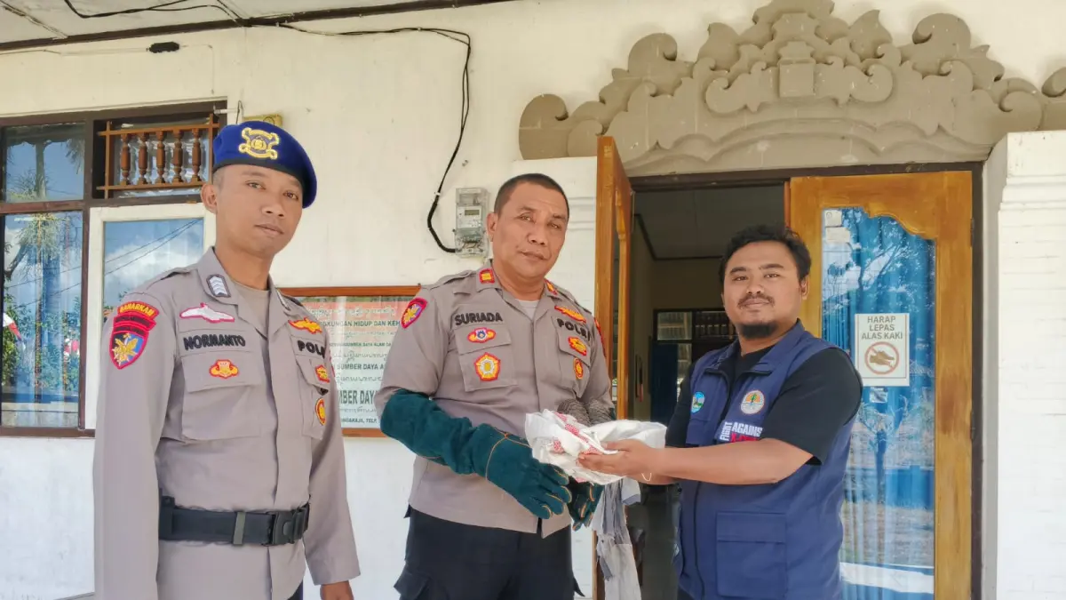 TRENGGILING: Personel Polair Buleleng menyerahkan trenggiling yang ditemukan di Pantai Aturan kepada petugas BKSDA Bali. (Polres Buleleng)