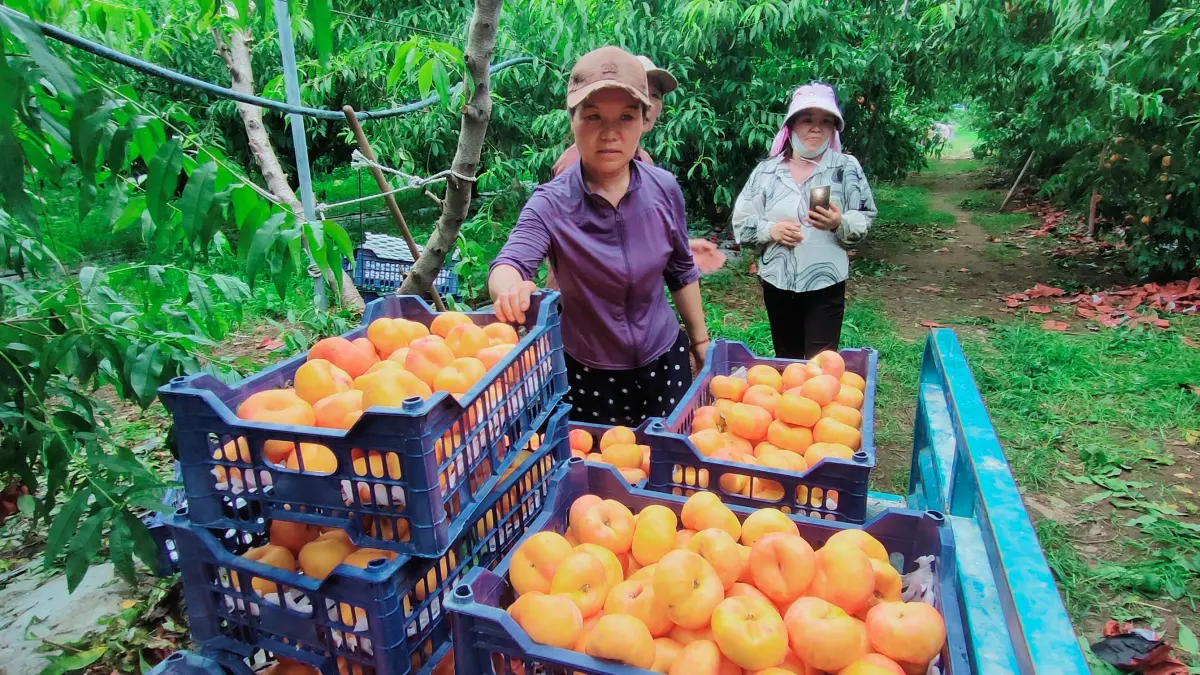 KEBUN PERSIK: Suasana kebun persik di Distrik Pinggu, Kota Beijing, Tiongkok. Jurnalis Radar Buleleng mendapat kesempatan mengunjungi kebun tersebut, dan untuk pertama kalinya mencicipi buah persik. (Eka Prasetya/Radar Buleleng)