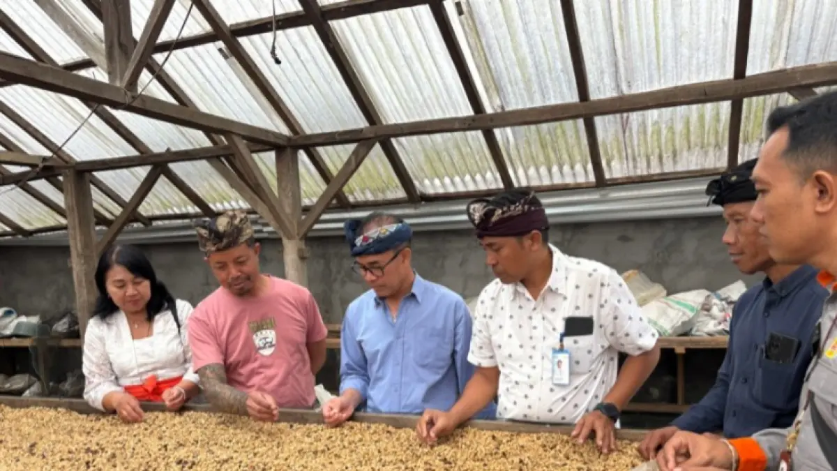KOPI ARABIKA: Kopi arabika yang diproduksi Kelompok Tani Gobleg Bali Coffee, Kabupaten Buleleng. (PLN UP3 Bali Utara)