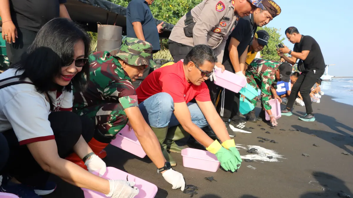 LEPAS TUKIK: Proses pelepasan tukik di Pantai Banjar, Buleleng, pada Jumat (21/8/2026) pagi. (Pemkab Buleleng)