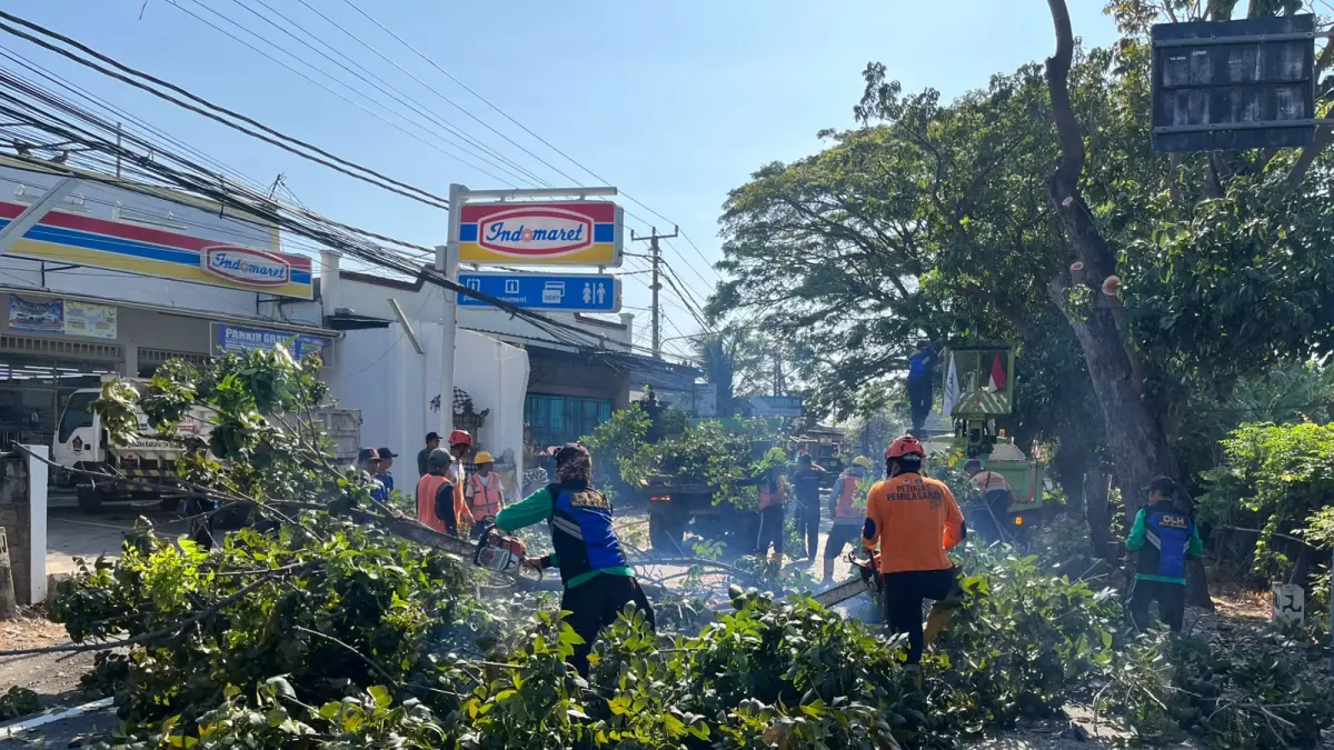 PANGKAS POHON: Petugas BPBD Buleleng, Dinas Lingkungan  Hidup, serta BPJN memangkas pohon di Jalan Raya Singaraja-Gilimanuk. (BPBD Buleleng)