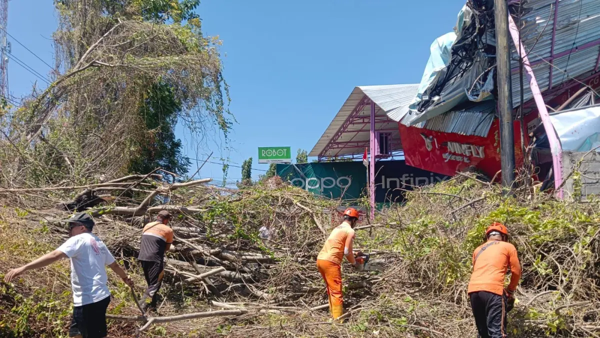 POHON TUMBANG: Petugas BPBD Buleleng bersama tim gabungan membersihkan pohon yang tumbang di Jalan Raya Singaraja-Denpasar pada Minggu (30/8/2026). (BPBD Buleleng)