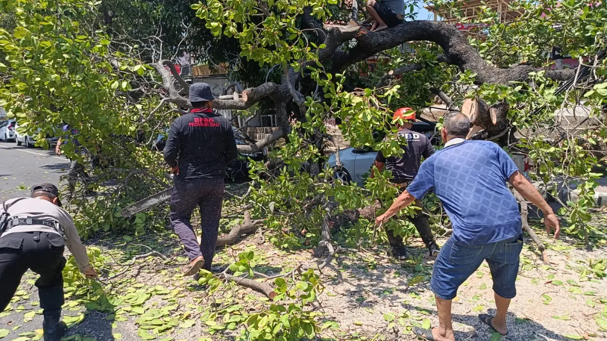 POHON TUMBANG: Pohon tumbang di Jalan Ngurah Rai, Singaraja, menimpa sebuah mobil yang tengah terparkir. (BPBD Buleleng)