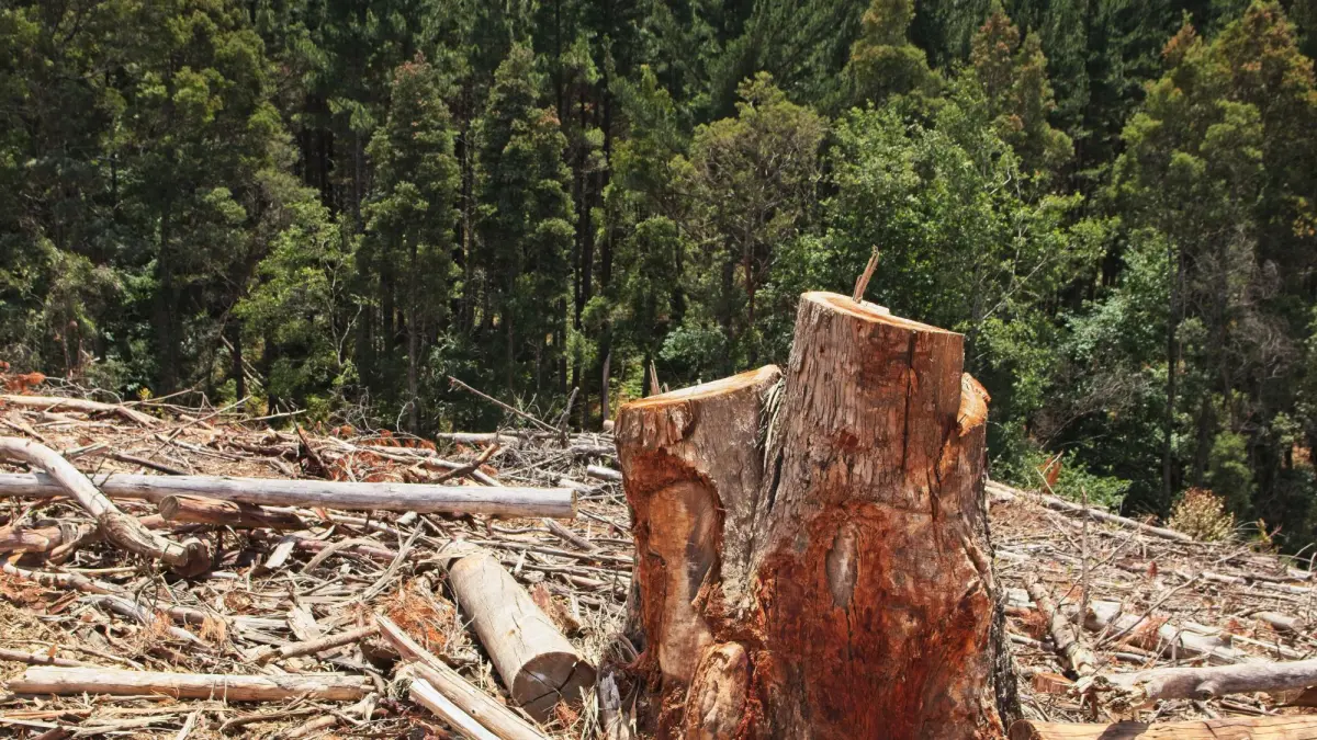 ilustrasi illegal logging. (Magnific)