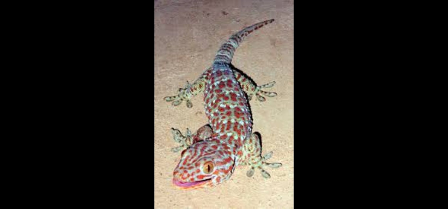 tokek dianggap sebagai satwa sakral keturunan&nbsp;naga.