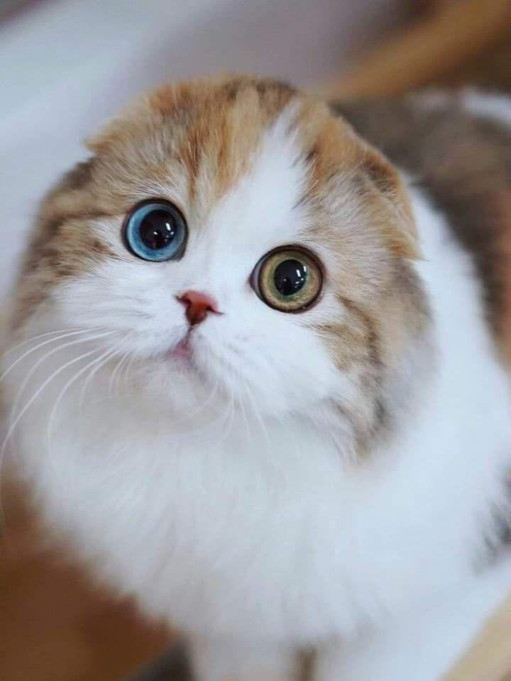 kucing mata ganjil