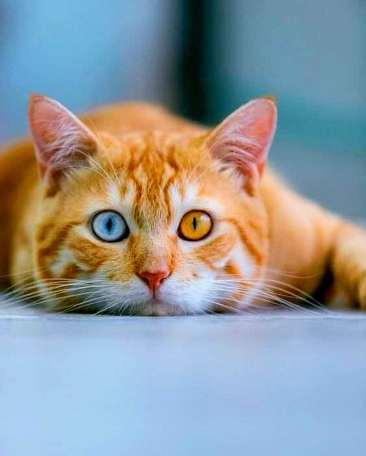 kucing bermata merah dan biru