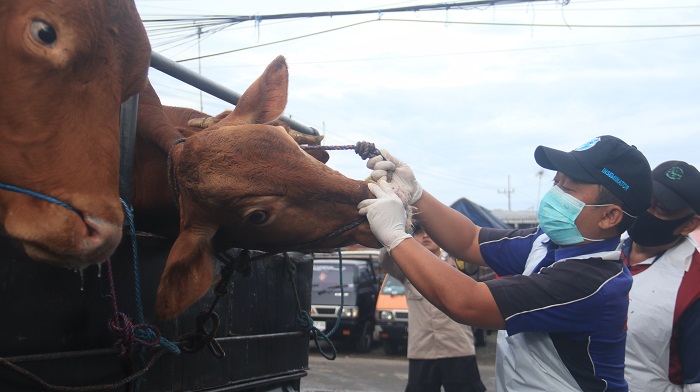 CEK KESEHATAN: Petugas memeriksa kondisi sapi yang akan dijual di Pasar Hewan Kedondong kemarin.