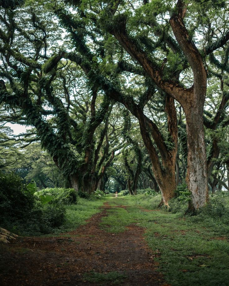 Destinasi wisata alam ala Fairy Tale De Djawatan Forest, Banyuwangi, Jawa Timur