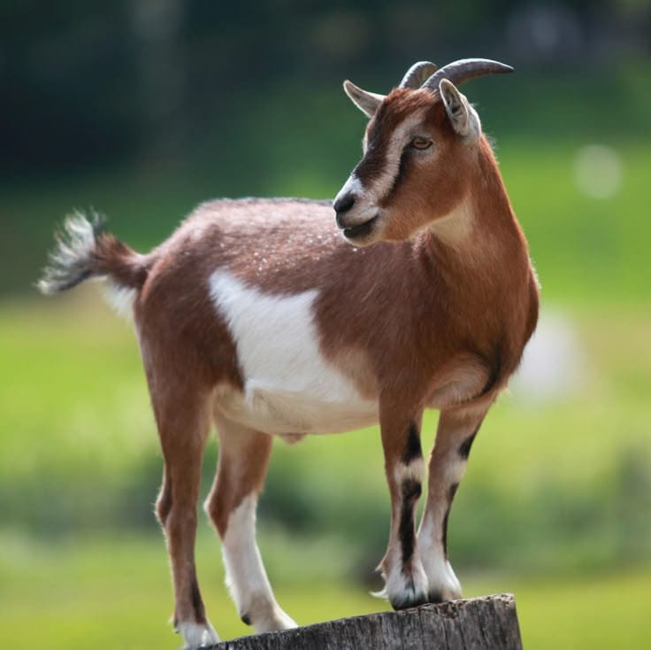 ilustrasi kambing