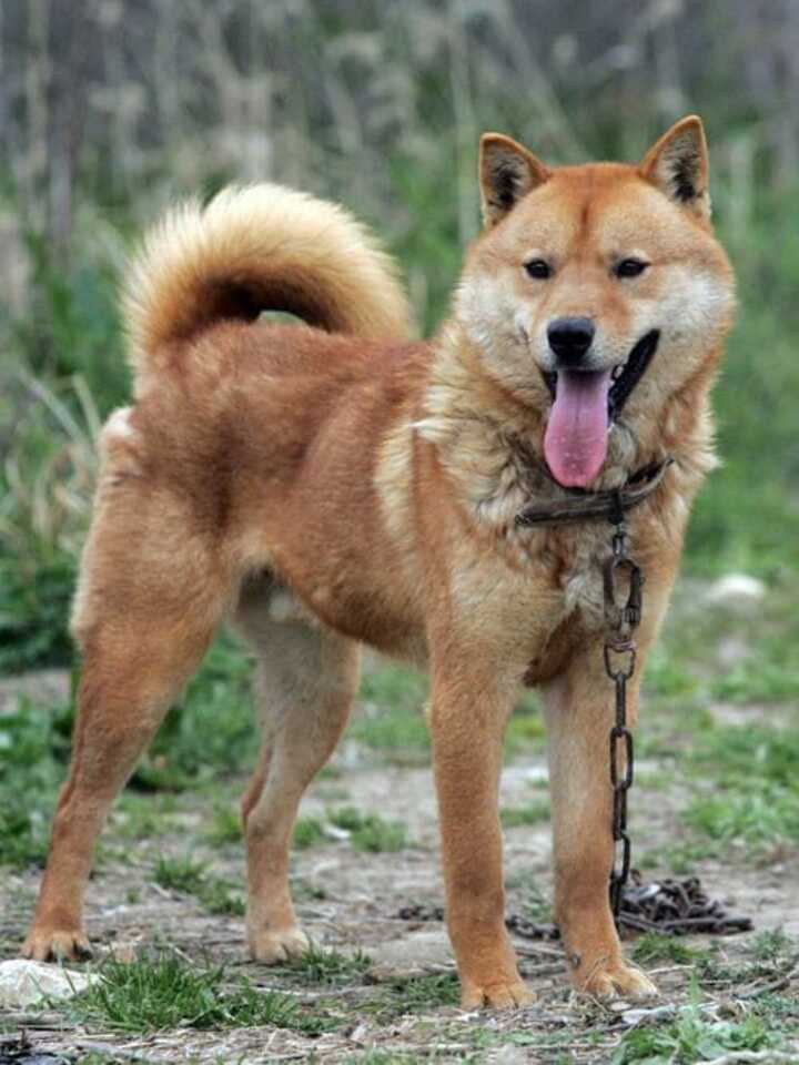 Inilah Alasan Anjing Sering Menggonggong ke Orang Asing