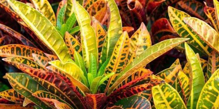 Mengapa Sering Ditemui Tanaman Puring di Kuburan? Ternyata Ada Mitos dan Begini Maknanya