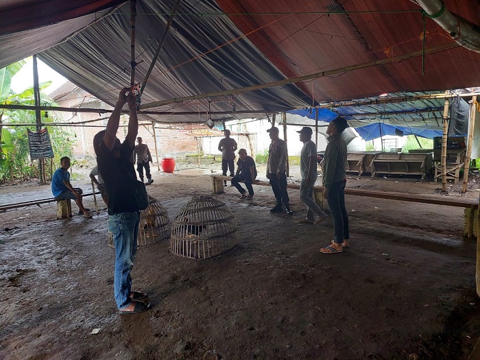 Obrak Arena Judi Ayam, Polisi Tidak Temukan Barang Bukti