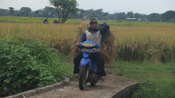 Gabah Anjlok Beras Melonjak di Nganjuk, Petani Jual Gabah Murah ke Tengkulak