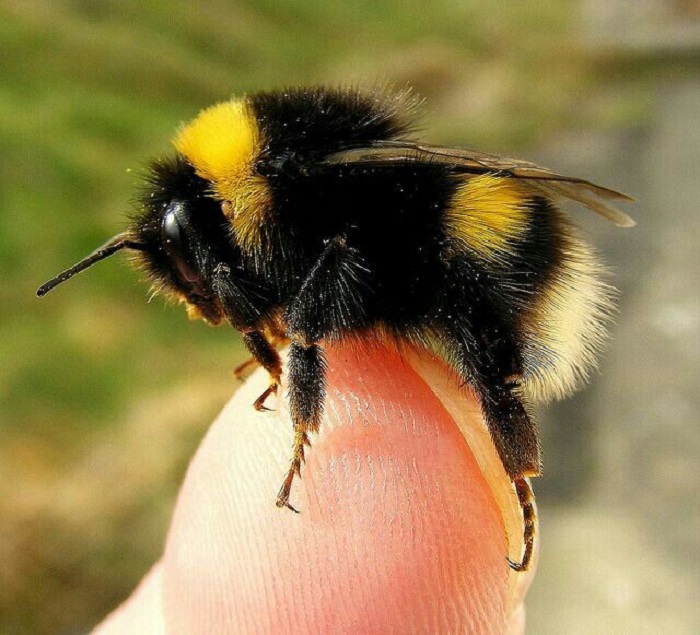 Mengenal Lebah Bumblebee, Si Lebah Gembul Jinak yang Memiliki Peran Penting dalam Ekosistem.