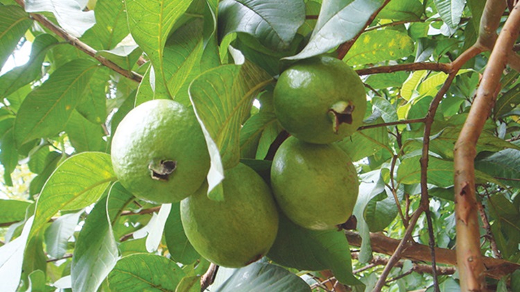 Tanaman jambu biji (Psidium guajava L.)
