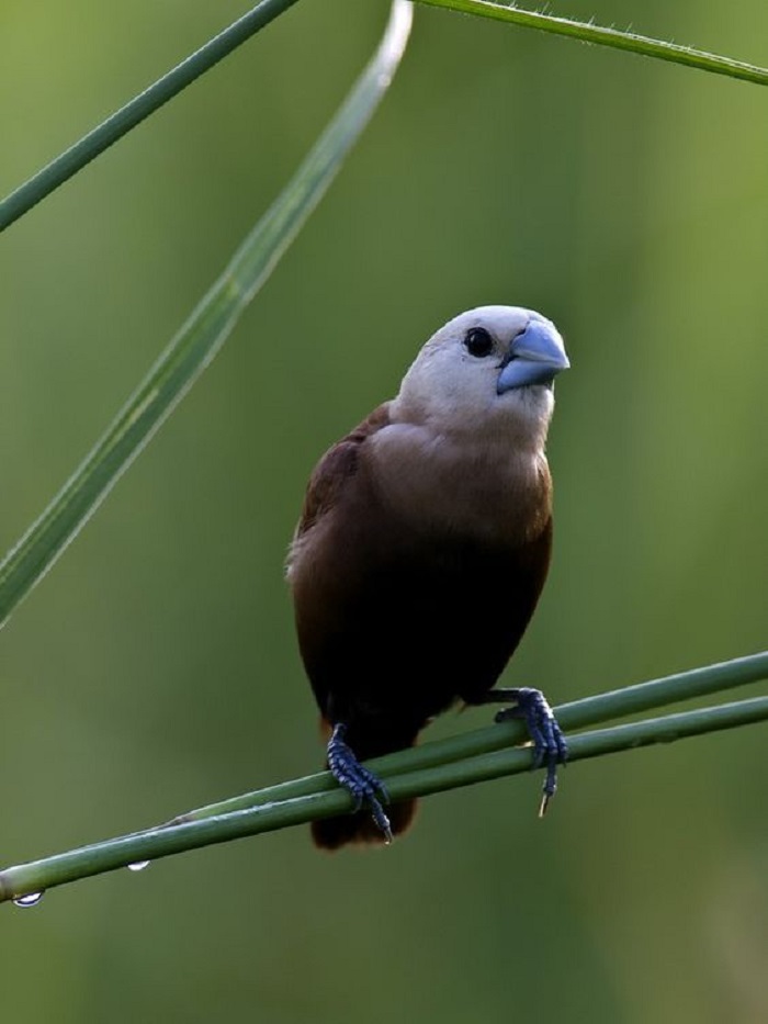 Burung Emprit