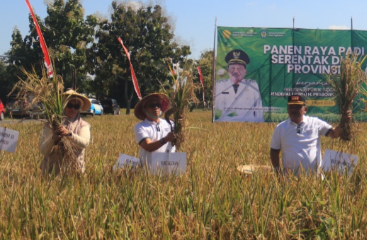PANEN RAYA: Plt Kepala Disperta Kabupaten Nganjuk Itsna Shofiani (paling kiri) memanen padi bersama Kang Marhaen