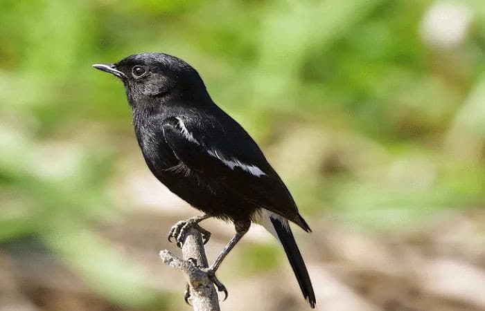 Mengenal Burung Decu, Si Kicau Kecil yang Penuh Pesona di Alam Terbuka