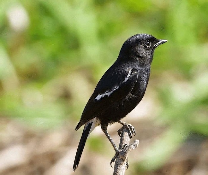 Ternyata Di sini Habitat dan Musim Berkembang Biak Burung Decu, Burung Kecil yang Dikenal Lincah