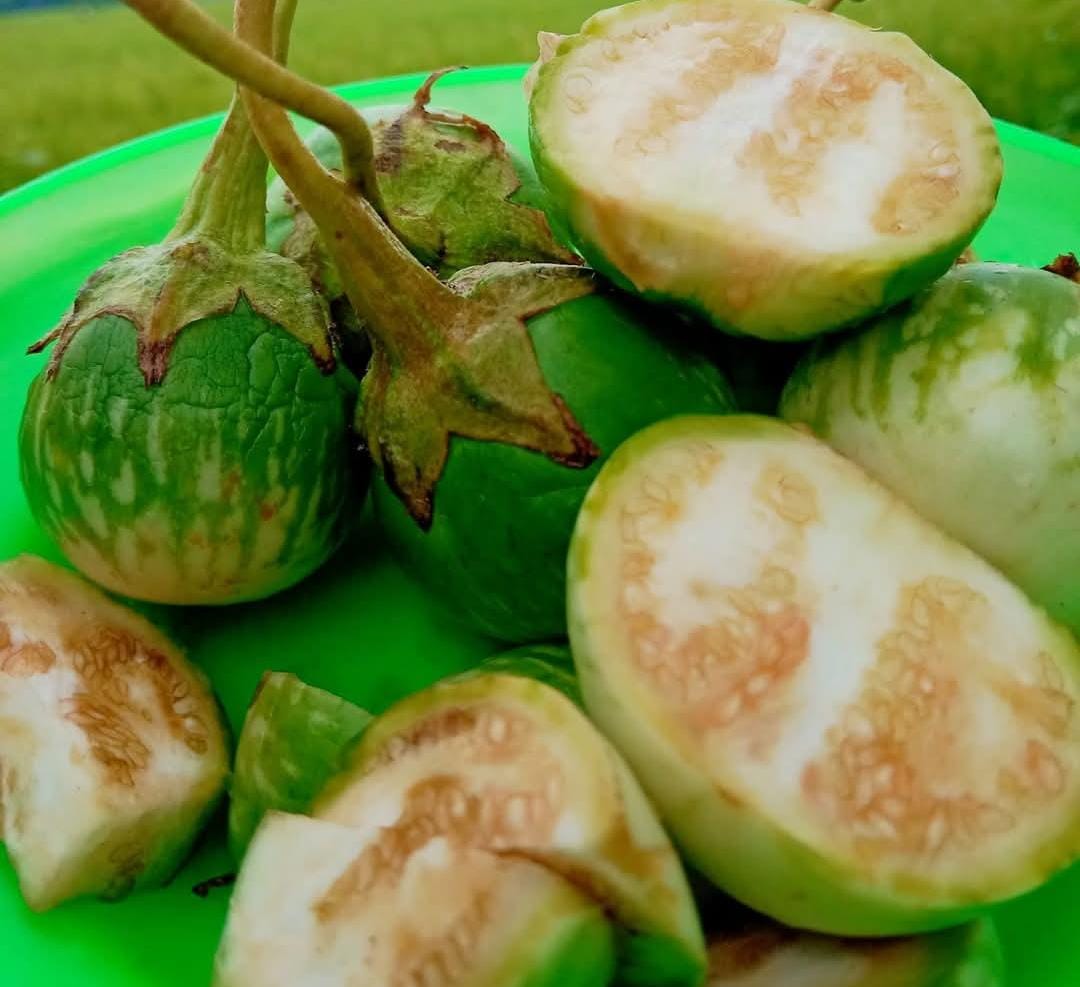 Terong Lalap, Si Sederhana yang Kaya Manfaat bagi Kesehatan